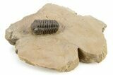 Phacopid (Acastoides) Trilobite - Foum Zguid, Morocco #251194-1